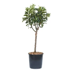 Melo nano - Malus domestica nano
