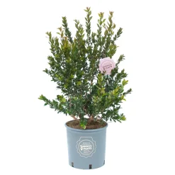 Myrtus communis cespuglio Clt.10