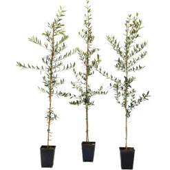 Olea europaea "Frantoio" astone