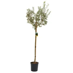 Olea europaea mezzo fusto (Olivo) Clt. 15