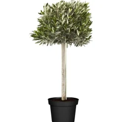 Olea Europaea Mezzofusto vaso 35 cm