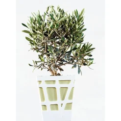 Olea europea Olivo in vaso decorativo Ø cm 18
