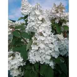Ortensia Paniculata