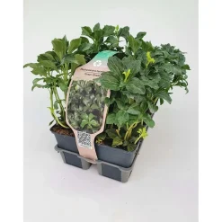 Pachysandra Term Gr. Sheen vaso 9 cm