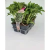 Pachysandra Terminalis confezione vaso 9 cm