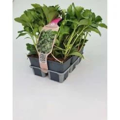 Pachysandra Terminalis confezione vaso 9 cm