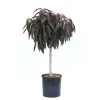 Pesco `Crimson Bonfire` nano - Prunus persica `Crimson Bonfire` nano