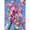 Pesco nano - Prunus persica nano