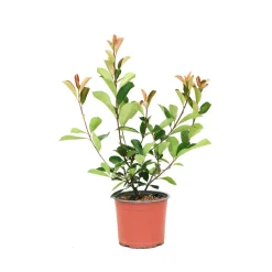 Photinia Fraseri Carre Rouge H45cm Vaso 3L