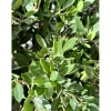 Phyllirea angustifolia