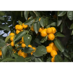 Pianta da frutto Calamondino Citrus mitis mezzo fusto h 120/130 cm