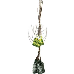 Pianta da frutto pero in pack - 120 cm