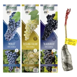 Pianta da frutto uva da vino in pack 30 cm