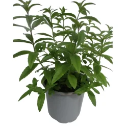 Pianta di Limonina vaso Ø 14 cm