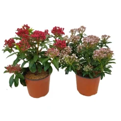 Pianta Kalmia Latifoglia