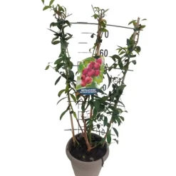 Piante da frutto a spalliera vaso 21 cm