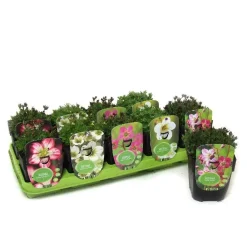 Pianteperennimix Vaso 10,5 cm