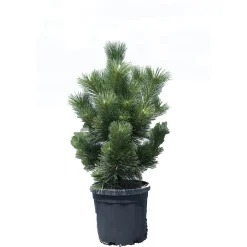 Pino nero giapponese Thunderhead h 60/80 cm