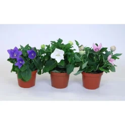 Platycodon Gradifloru S Rosa vaso 12 cm