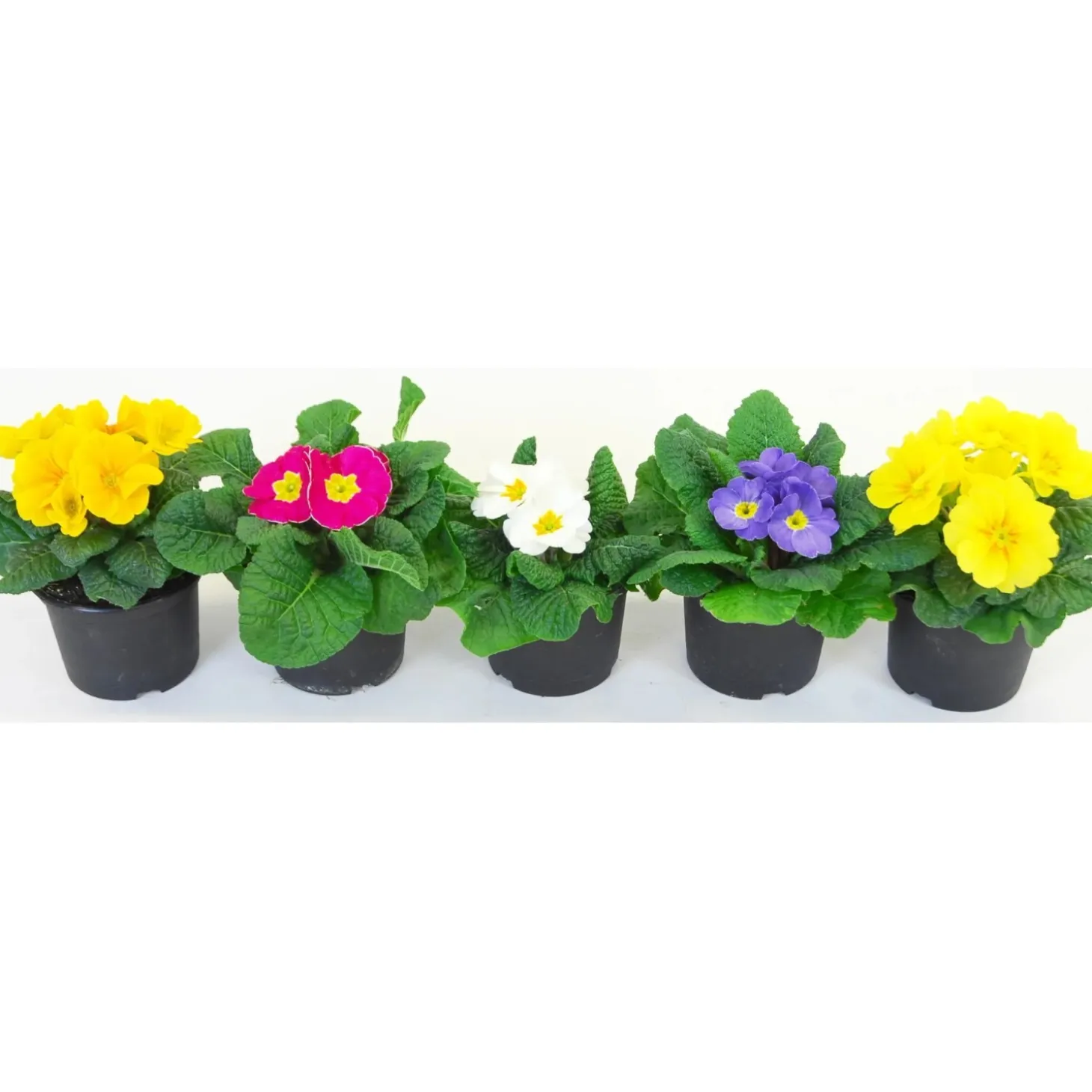 Primula Aucalis vaso Ø 9 cm