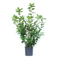 Prunus laurocerasus - Lauroceraso