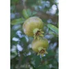 Punica granatum cespuglio h cm 40/50
