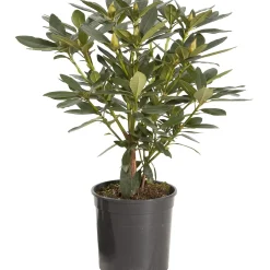 Rhododendron chioma 25-30 cm
