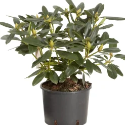 Rhododendron chioma 35-40 cm