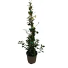 Rhyncospermum asiatico chili vaso 17 cm