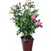 Rosa a cespuglio di diversi colori