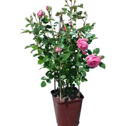 Rosa a cespuglio di diversi colori