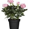 Rosa da camera H ca. 25 - 30 cm Rosa chiaro Ø vaso ca. 10,5 cm