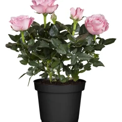 Rosa da camera H ca. 25 - 30 cm Rosa chiaro Ø vaso ca. 10,5 cm