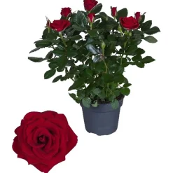 Rosa fiore grande Rosso vaso 13 cm
