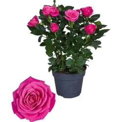 Rosa fiore grande vaso 13 cm