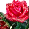 Rosa glitterata mix Ø 13 cm