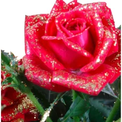 Rosa glitterata mix Ø 13 cm