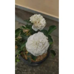 Rosai `Blanc Meillandecor`