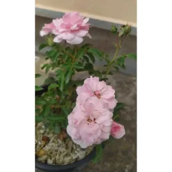 Rosai "Bonica" ® vaso clt 3