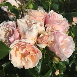 Rosai "Jardin des Tuileries" cespuglio LV6
