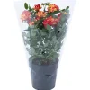Rosa Liss 2 colori Ø vaso 10,5 cm