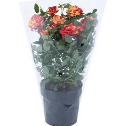 Rosa Liss 2 colori Ø vaso 10,5 cm