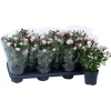 Rosa Piia 2 colori Ø vaso 10,5 cm