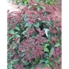 Rosa `Thomas A. Becket`