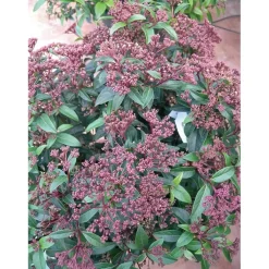 Rosa `Thomas A. Becket`