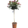 Rosa varietà mezzo fusto