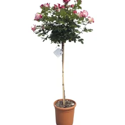 Rosa varietà mezzo fusto