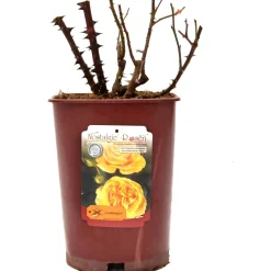 Rose in varietà