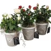 Rose in vaso decorato con cuore