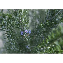 Rosmarino officinalis "Prostratus" cespuglio